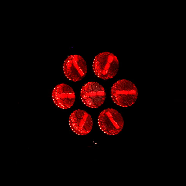 ARDECO 7GLD Power Lighting – Image 12