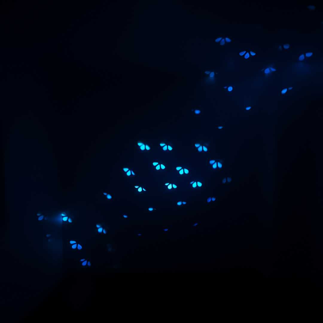 BLAZOR Chauvet DJ - Eclairage - Sonowest